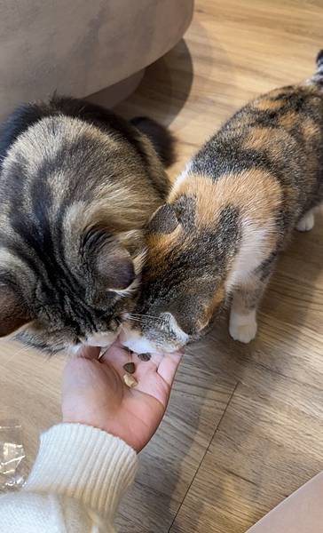 台北車站 貓咪咖啡廳|貓珈 飲料無限暢飲 有桌遊、漫畫 超多 台北車站 貓咪咖啡廳|貓珈 飲料無限暢飲 有桌遊、漫畫 超多