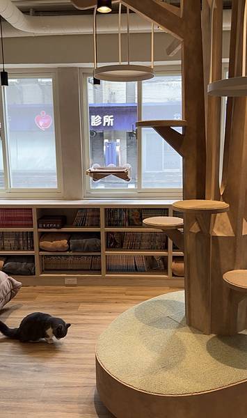 台北車站 貓咪咖啡廳|貓珈 飲料無限暢飲 有桌遊、漫畫 超多 台北車站 貓咪咖啡廳|貓珈 飲料無限暢飲 有桌遊、漫畫 超多