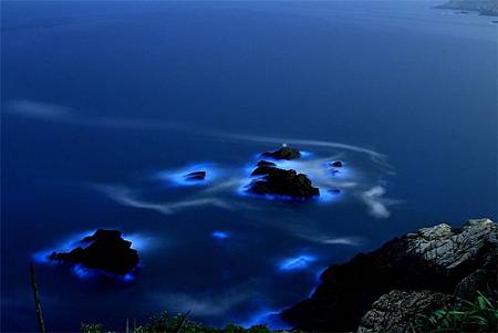 藍眼淚之謎破解　台大漁科所確認為夜光藻2