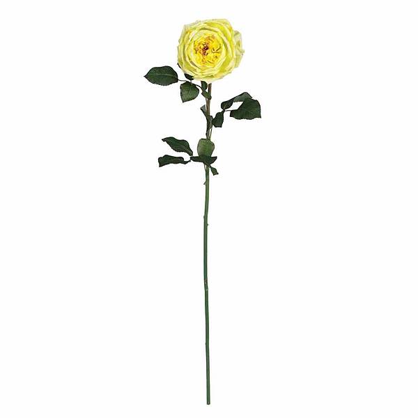 ancient-engraving-looking-colored-illustration-stock-watercolor-clipart-red-yellow-roses-digital-hand-drawn-watercolor-Yellow-Rose-With-Stem-Drawing-clipart-red.jpg