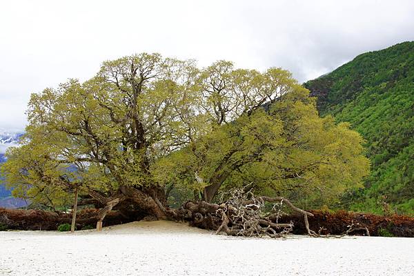 雅藏布大峽谷旅遊區20120531 29