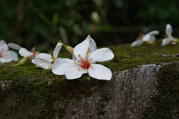 挑水古道-23.jpg