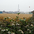 小麥田(臺中；大雅)20110331-19.jpg