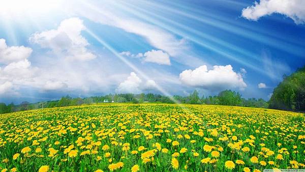 dandelions_field_2-wallpaper-2880x1620.jpg