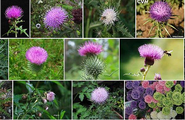 Tpd 15專輯 慕夏特展 11 Heather From The Cliff 懸崖上的石南花 與thistle From The Sands 來自沙地的薊草 1902年作品 C Est La Vie 痞客邦 Tpd 15專輯 慕夏特展 11 Heather From The Cliff 懸崖上的石南花 與thistle From The Sands 來自沙地的薊草 1902年作品 C Est La Vie 痞客邦