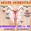 女性生活常識~~女性月經時為何不能洗頭.JPG