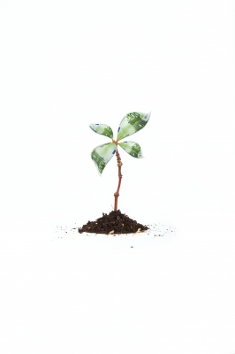 plant.jpg plant.jpg