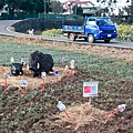 2016桃園花彩節平鎮花場012.jpg