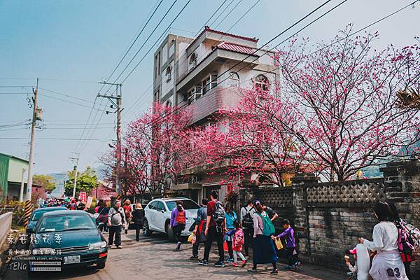 泰安派出所櫻花季029.jpg