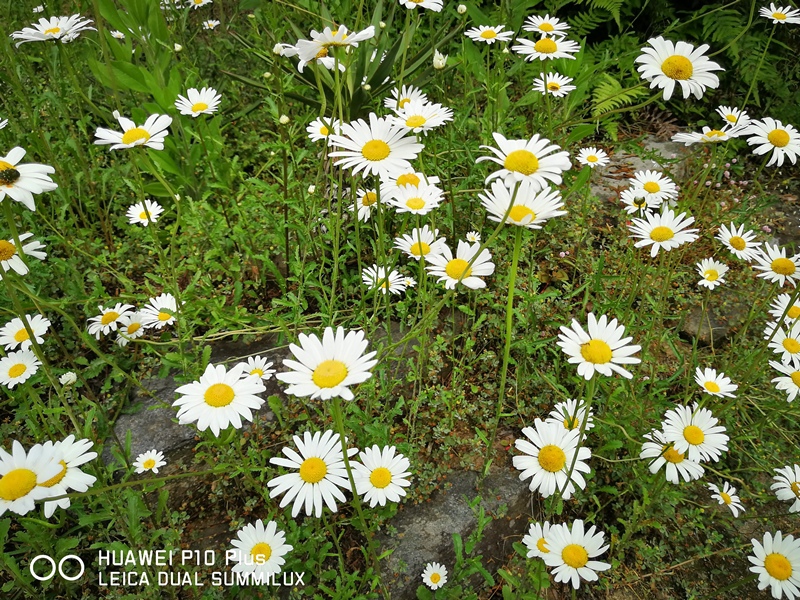 IMG_20170516_145706.jpg IMG_20170516_145706.jpg