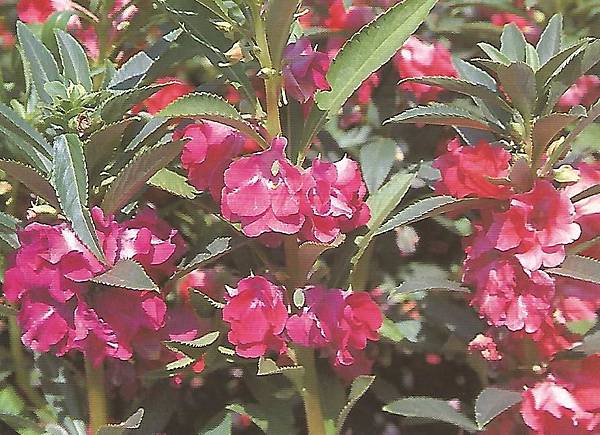 鳳仙花 指甲花 Zinkou的部落格 痞客邦