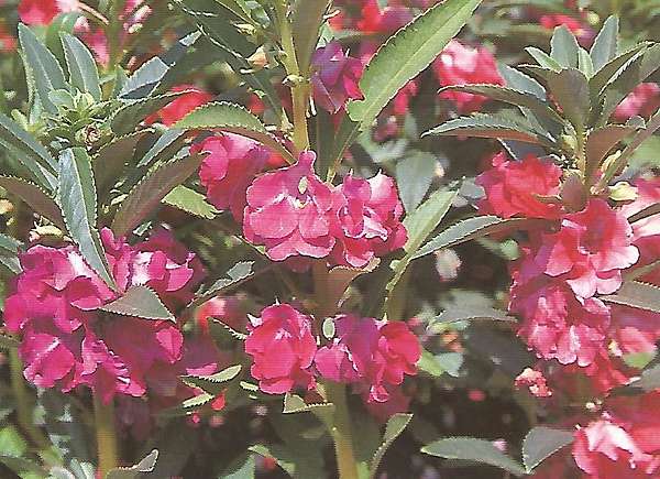 鳳仙花 指甲花 Zinkou的部落格 痞客邦