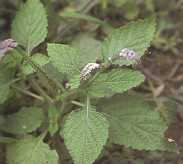 狗尾草