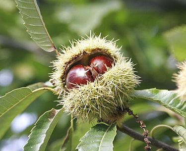 375px-Chestnuts.jpg 375px-Chestnuts.jpg