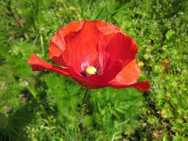 20130528Klatschmohn_Reilingen02.jpg 20130528Klatschmohn_Reilingen02.jpg