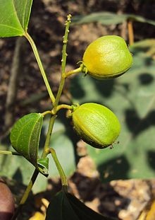 Croton_tiglium_02.JPG Croton_tiglium_02.JPG