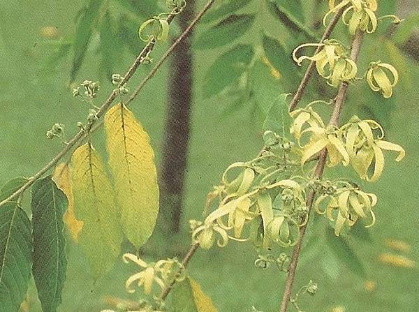 香水樹0004.jpg 香水樹0004.jpg