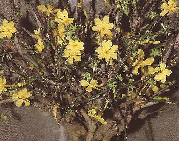 迎春花0005.jpg 迎春花0005.jpg