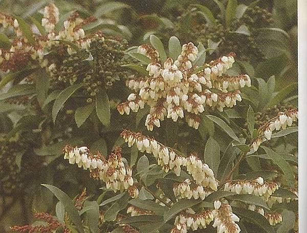 馬醉木0004.jpg 馬醉木0004.jpg