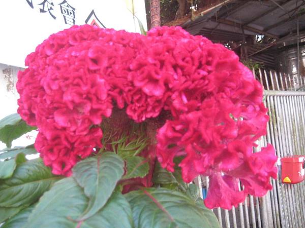 IMG_0065.JPG IMG_0065.JPG