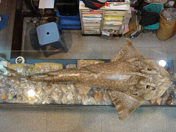 貝殼屋超市 標本 波口鱟頭鱝 貝殼屋超市的相簿 痞客邦