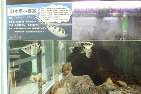 台灣昆蟲館 射水魚