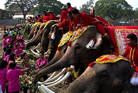 大象節 (The National Thai Elephant Day 
