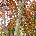 DSC00174-800.jpg