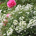 DSC00837-800