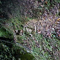 DSC00078.JPG