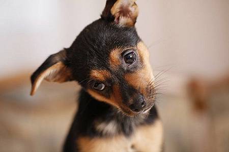 研究：小狗會分辨人類的喜與怒