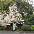 上野恩賜公園3.jpg