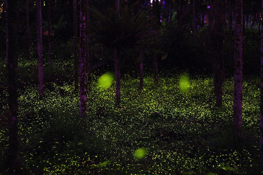 鹿谷溪頭賞螢景點推薦-三生緣區 鹿谷溪頭賞螢景點推薦-三生緣區