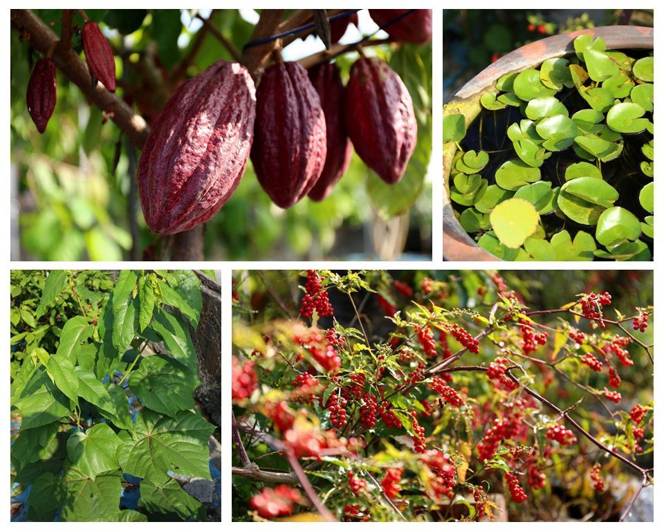 集集景點一日遊-秋水緣影雕工作室-花草植物