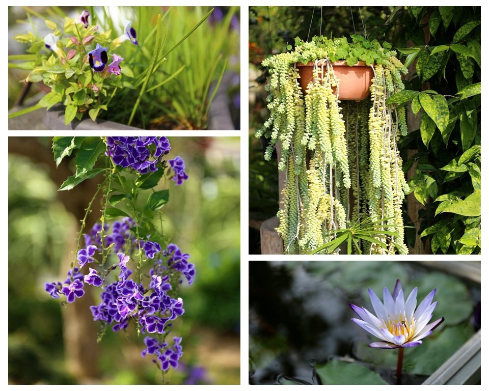 集集景點一日遊-秋水緣影雕工作室-花草植物