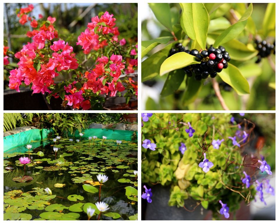 集集景點一日遊-秋水緣影雕工作室-花草植物
