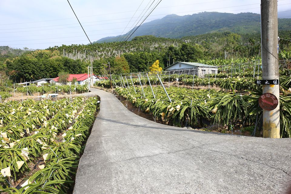 集集景點一日遊-秋水緣影雕工作室-火龍果園