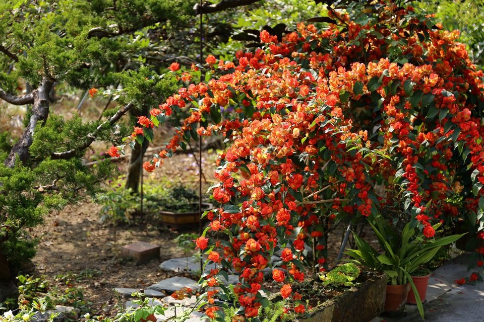 集集景點一日遊-秋水緣影雕工作室-九重葛