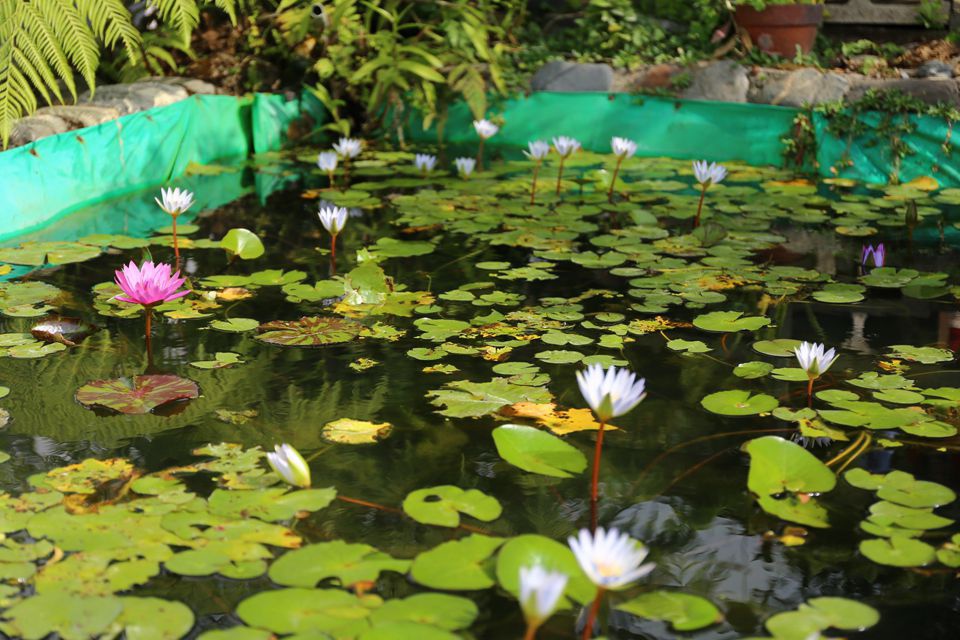 集集景點一日遊-秋水緣影雕工作室-迷你小水塘