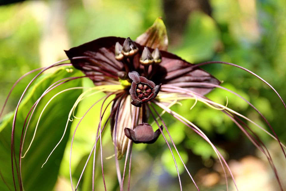 集集景點一日遊-秋水緣影雕工作室-貓鬚花