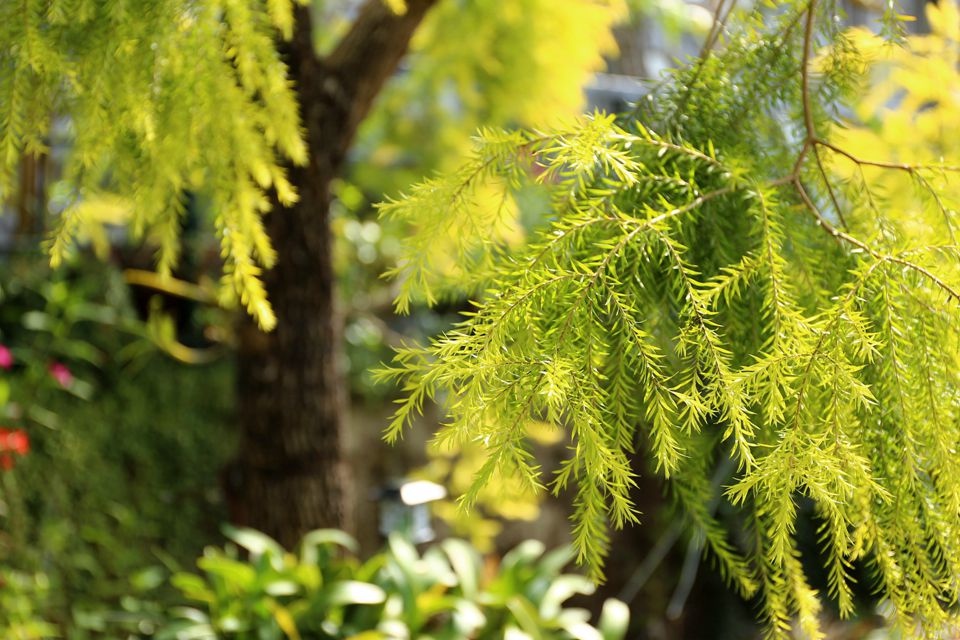 集集景點一日遊-秋水緣影雕工作室-串錢柳