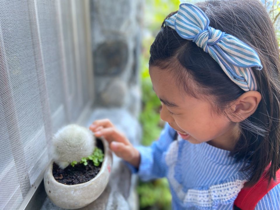 集集景點一日遊-秋水緣影雕工作室-可愛仙人掌