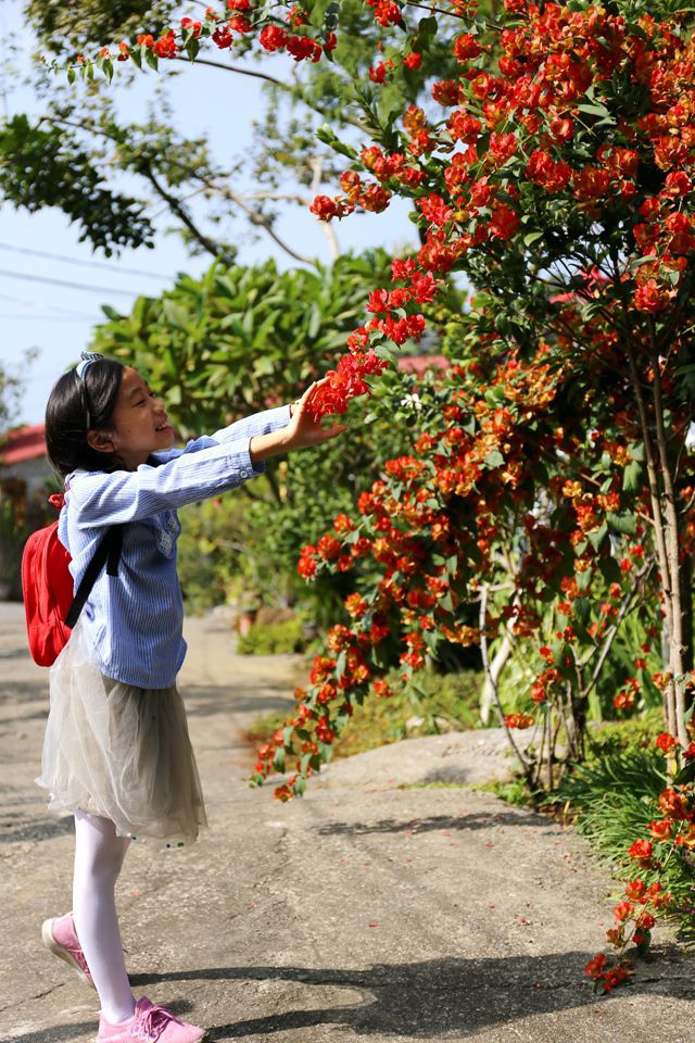 集集景點一日遊-秋水緣影雕工作室-九重葛