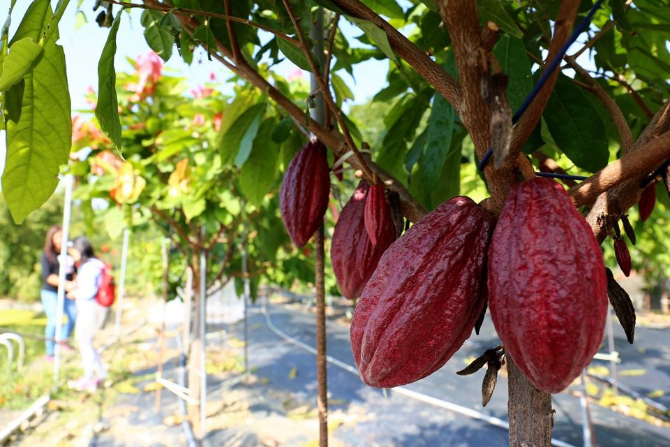 集集景點一日遊-秋水緣影雕工作室-可可樹