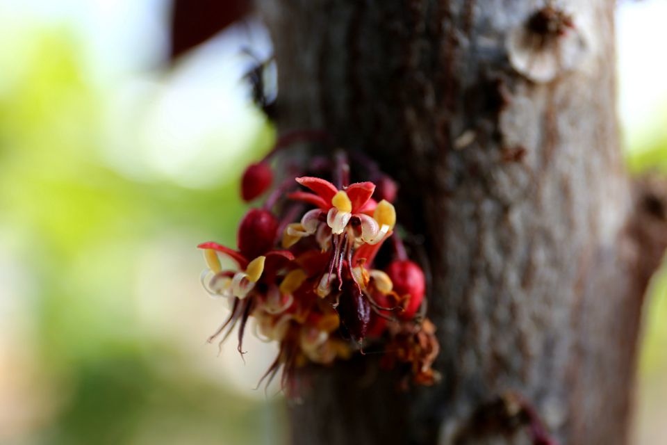 集集景點一日遊-秋水緣影雕工作室-可可樹開花
