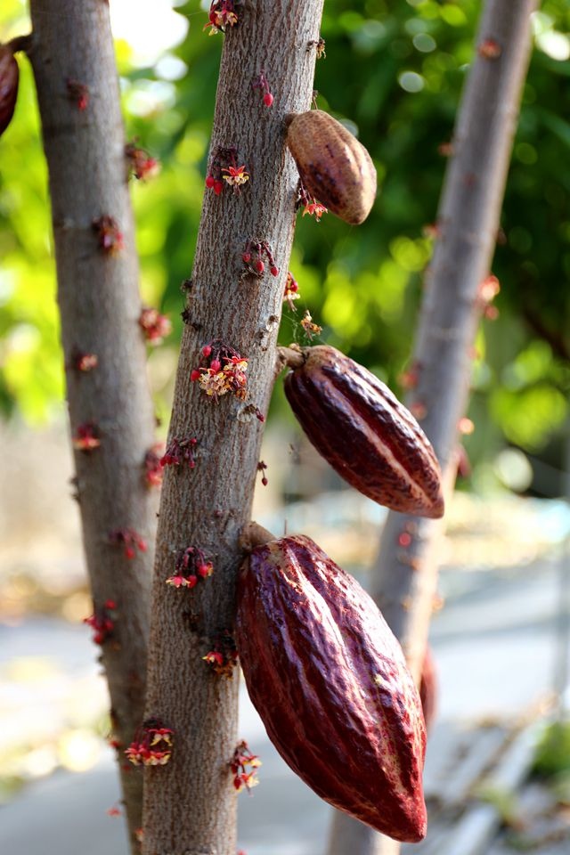 集集景點一日遊-秋水緣影雕工作室-可可樹的花朵與果實