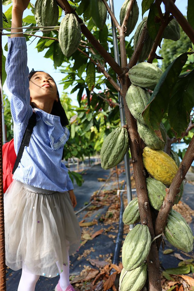 集集景點一日遊-秋水緣影雕工作室-可可樹結果了
