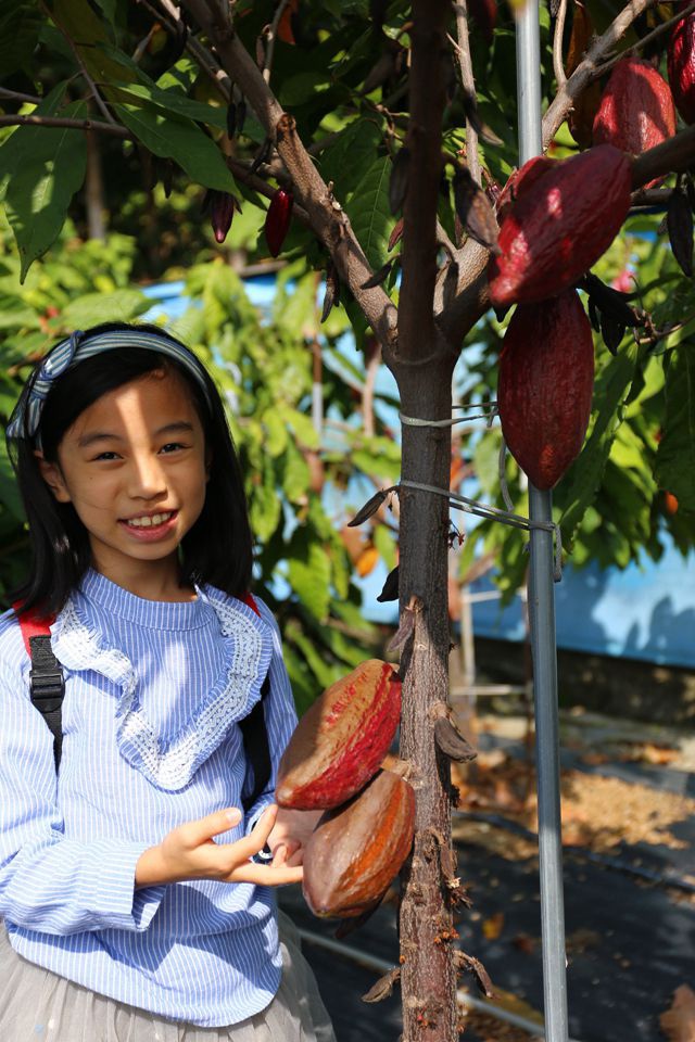 集集景點一日遊-秋水緣影雕工作室-可可樹結果了