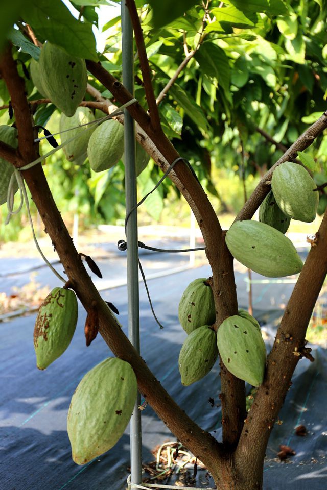 集集景點一日遊-秋水緣影雕工作室-可可樹結果了