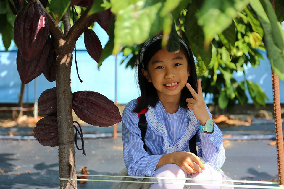 集集景點一日遊-秋水緣影雕工作室-可可樹結果了